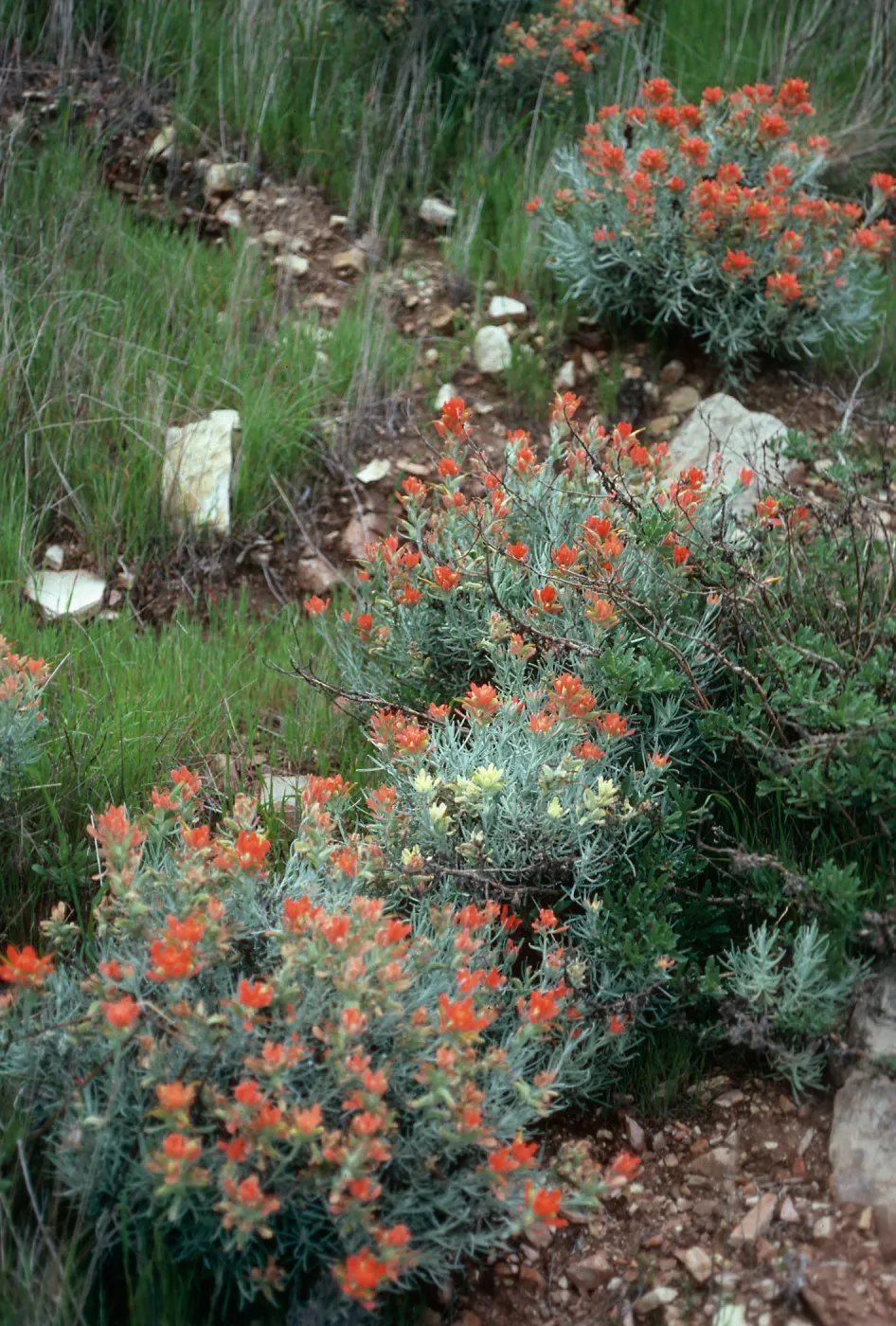 Castilleja hololeuca, offshore side of Sandstone Point, Santa Cruz Island