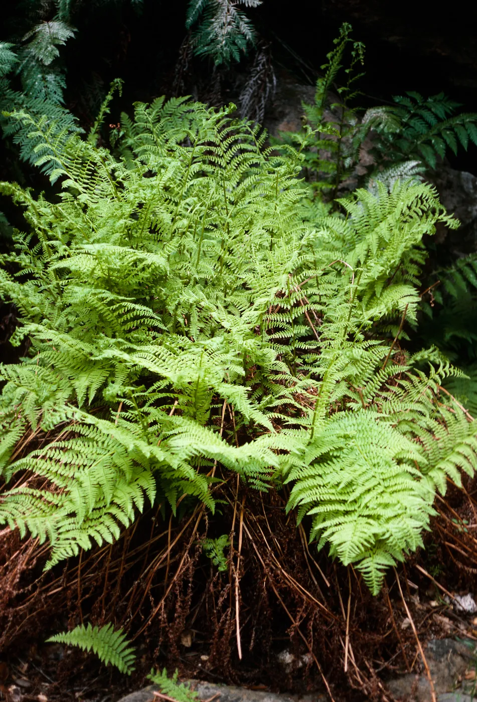 Athyrium, Tinkers Canyon, Santa Cruz Island