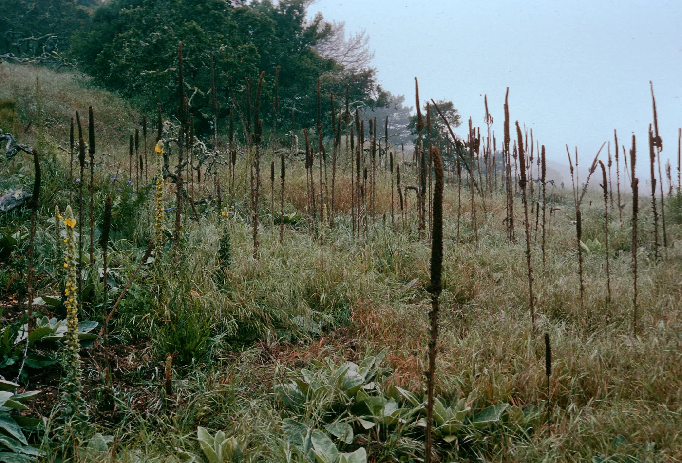 Verbascum thapsus, near China Pines, Santa Cruz Island