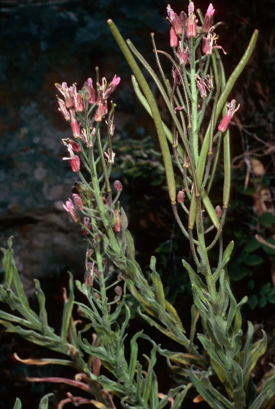 Arabis, North of Buena Vista, Santa Cruz Island