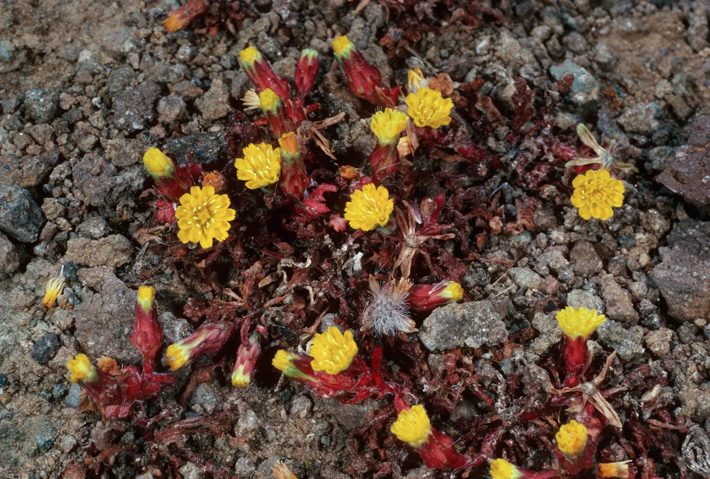 Malacothrix indecora, Black Point, Santa Cruz Island
