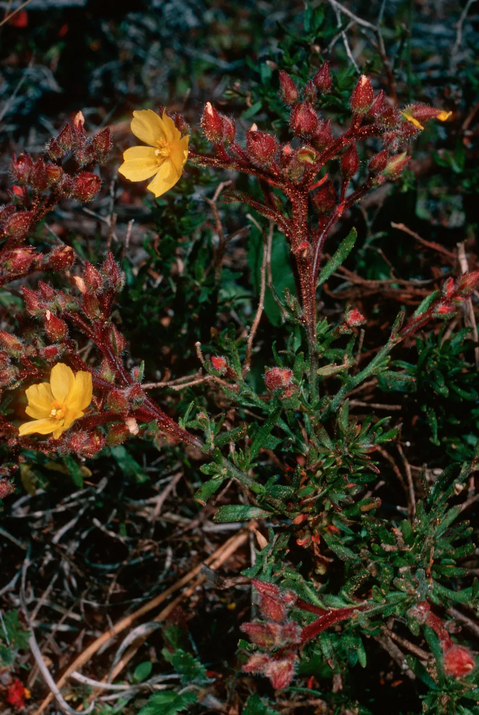 Helianthemum greenei, Christy Pines, South Ridge Road, Santa Cruz Island
