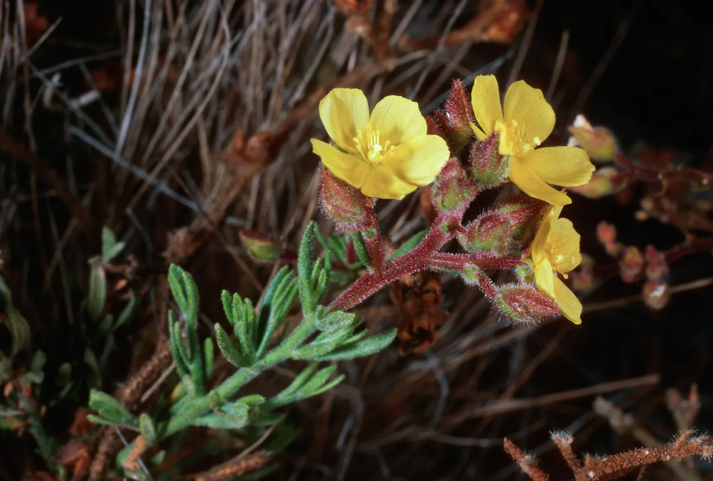 Helianthemum greenei, Christy Pines, Santa Cruz Island