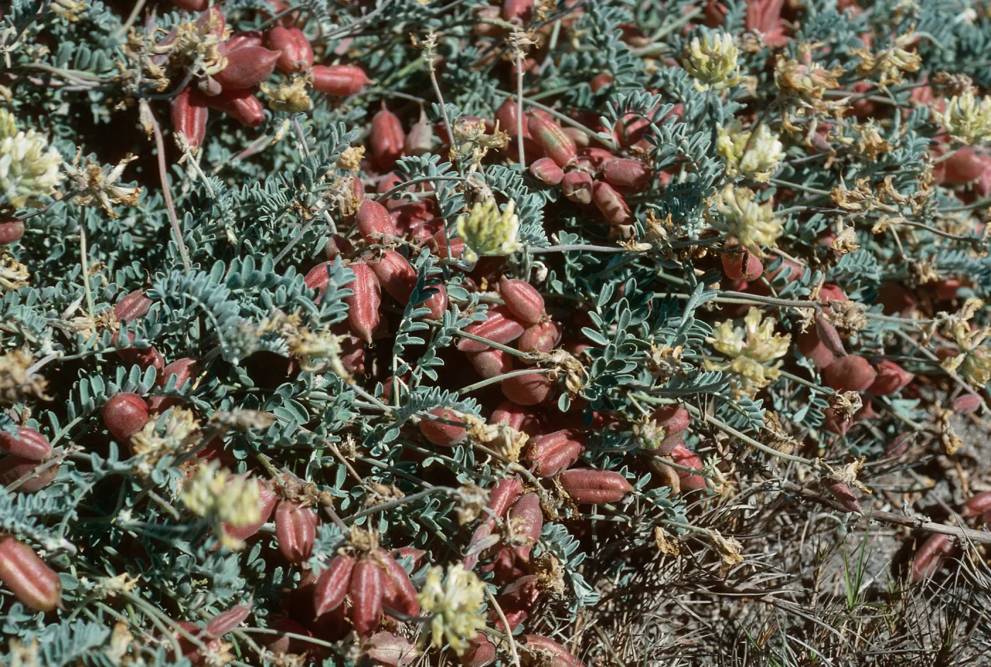 Astragalus miguelensis, Forneys Cove, Santa Cruz Island