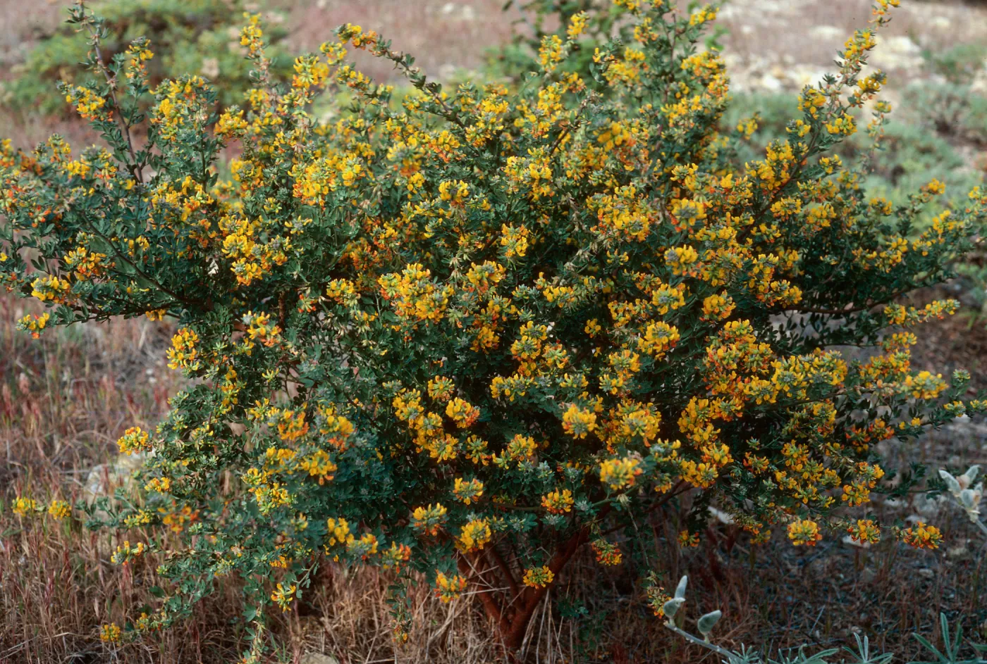 Lotus dendroideus, China Pines, Santa Cruz Island