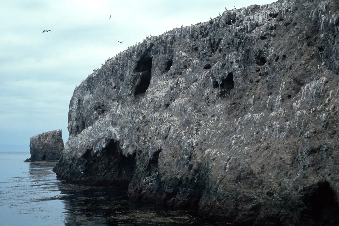 bluffs, East of landing, East Anacapa Island