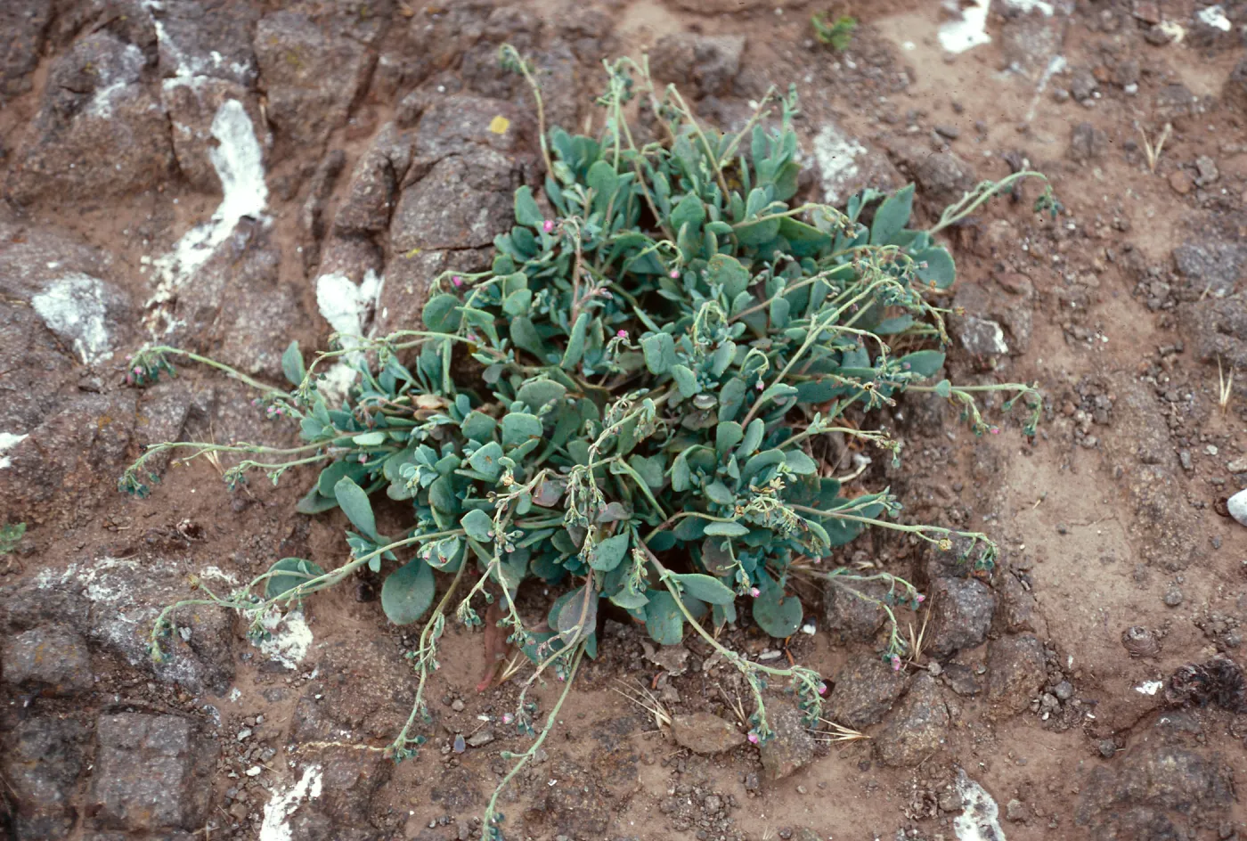Calandrinia maritima, Middle Anacapa Island