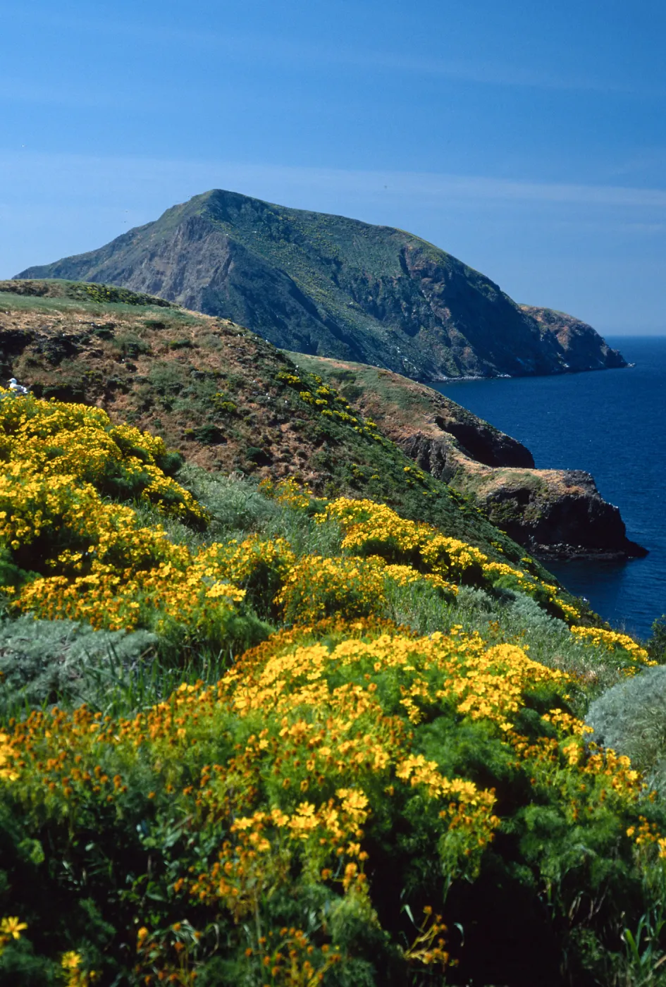 Coreopsis gigantea, looking West, Middle Anacapa Island