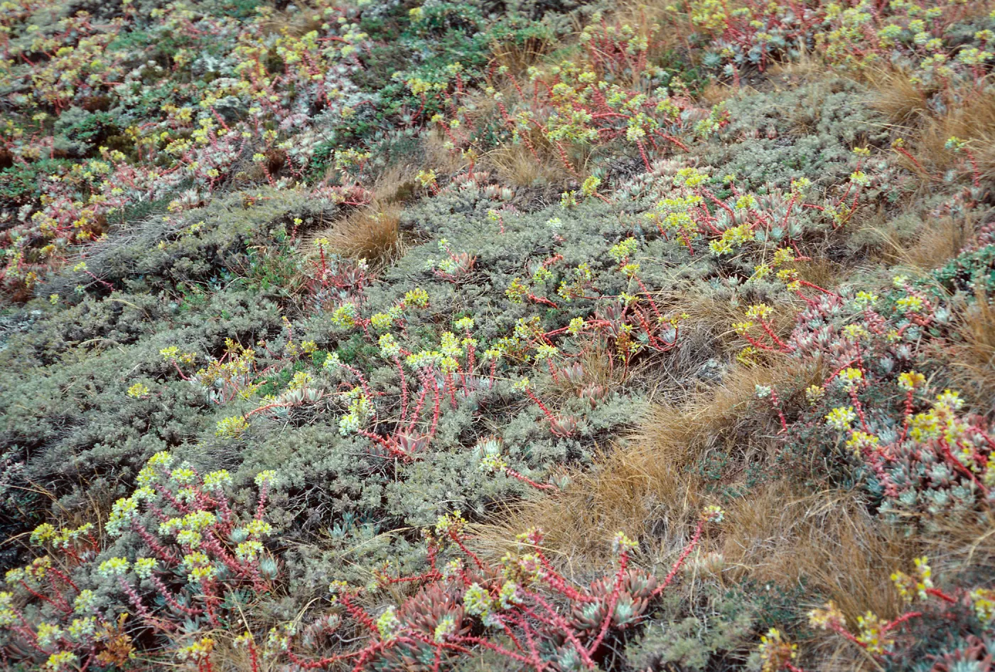 Dudleya caespitosa, terrace, West of Knife Edge, Middle Anacapa Island