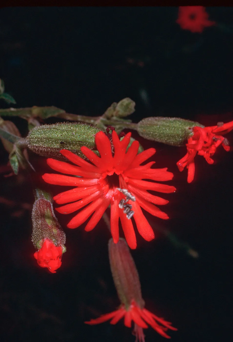Silene laciniata, Sheep Camp, Middle Anacapa Island