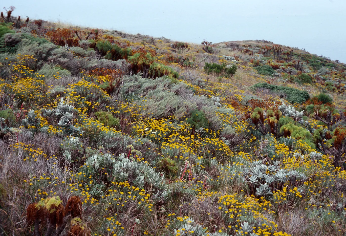 Eriophyllum, onshore slopes, Northwest portion of West Anacapa Island
