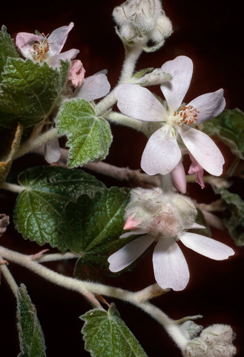 Malacothamnus clementinus