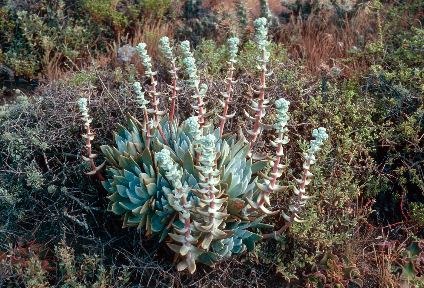 Dudleya traskiae, Santa Barbara Island