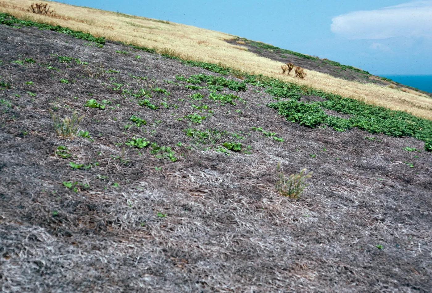 Mesembryanthemum crystallinum, Southeast side of North Peak, Santa Barbara Island