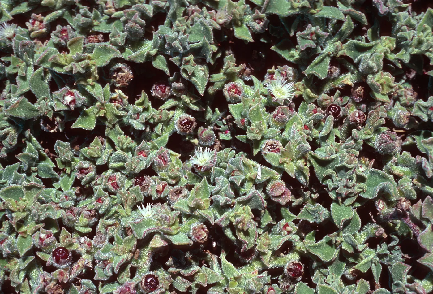 Mesembryanthemum crystallinum, Santa Barbara Island