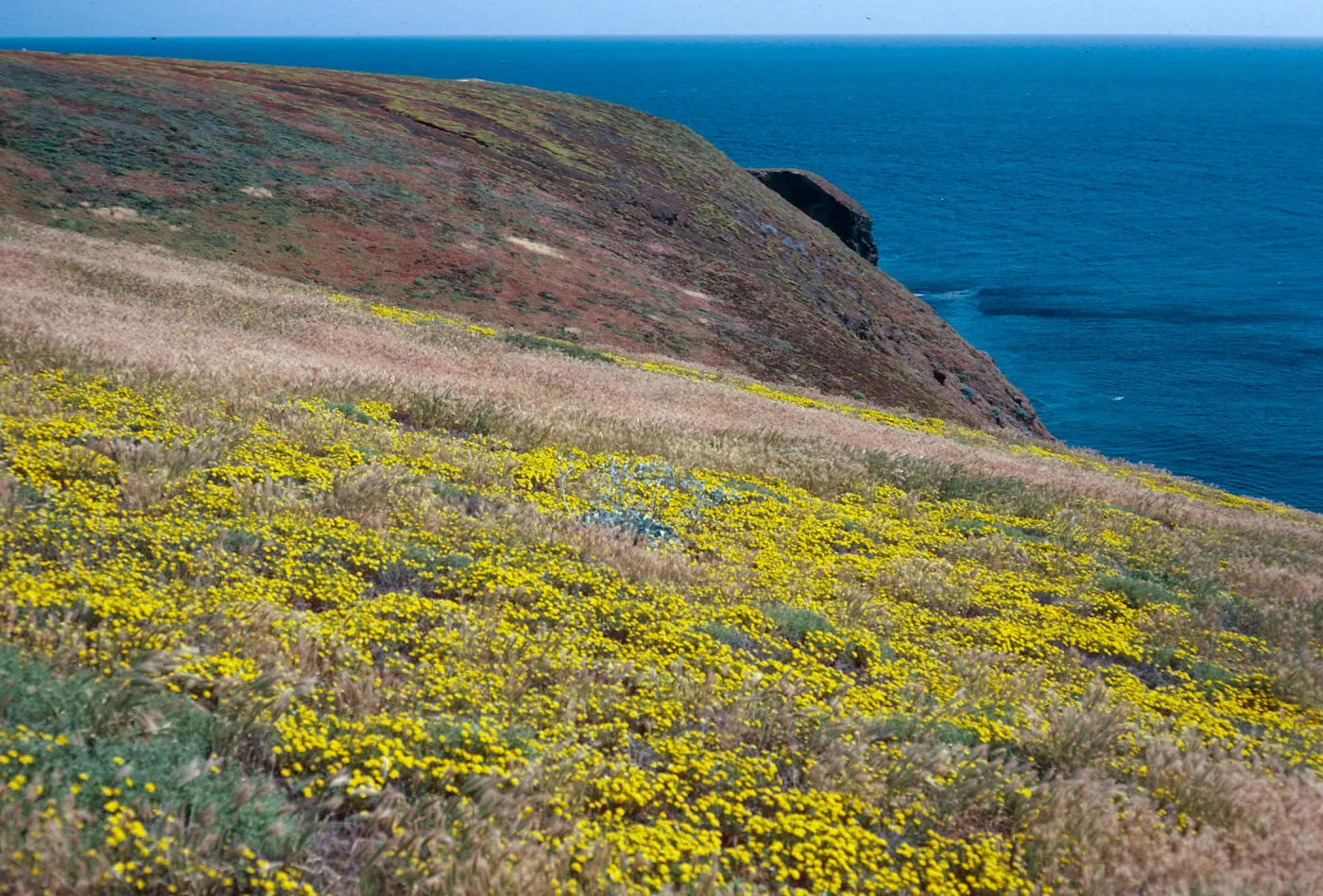 Malacothrix, South of Cliff Canyon, Santa Barbara Island
