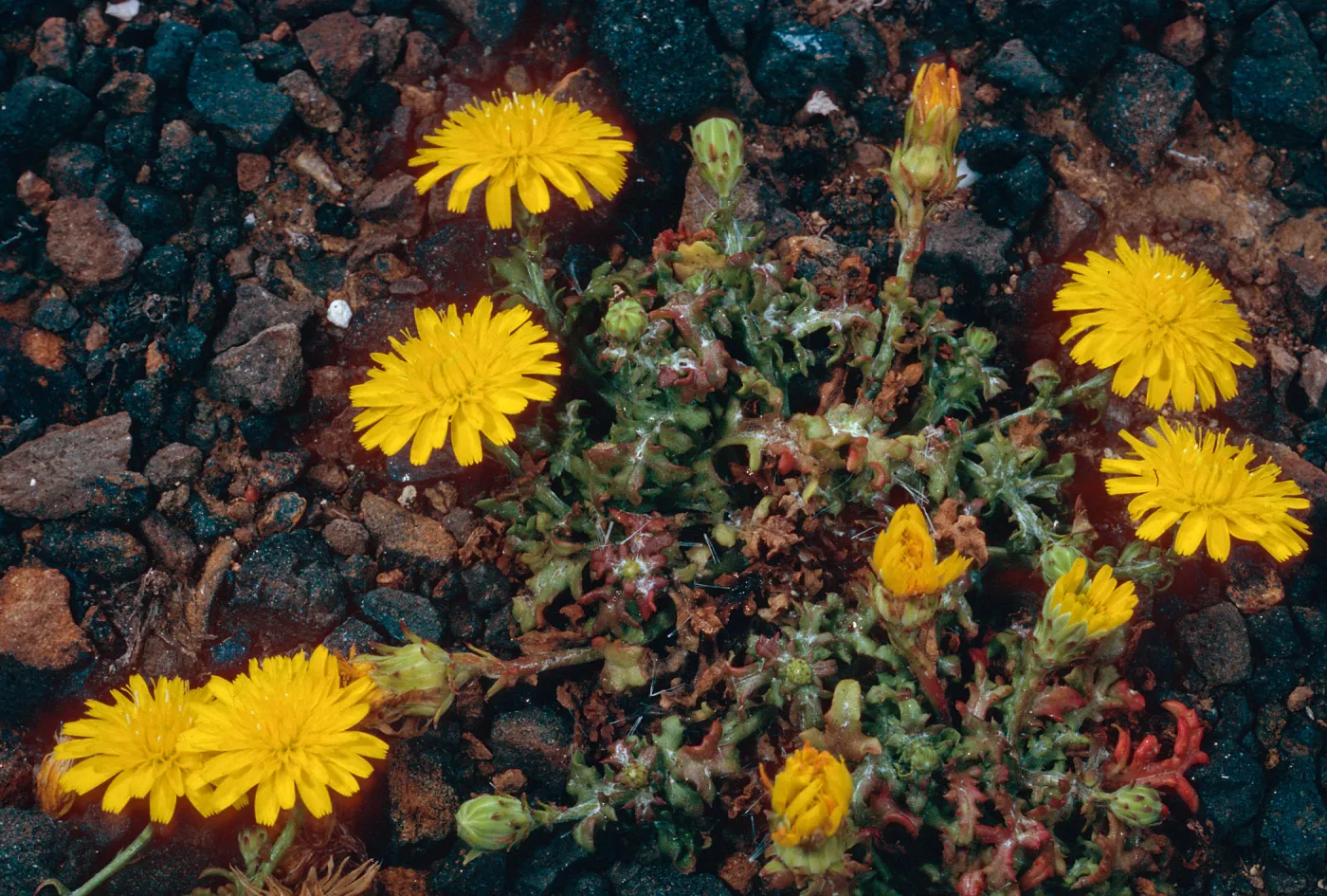 Malacothrix foliosa philbrickii, Northeast side, Santa Barbara Island