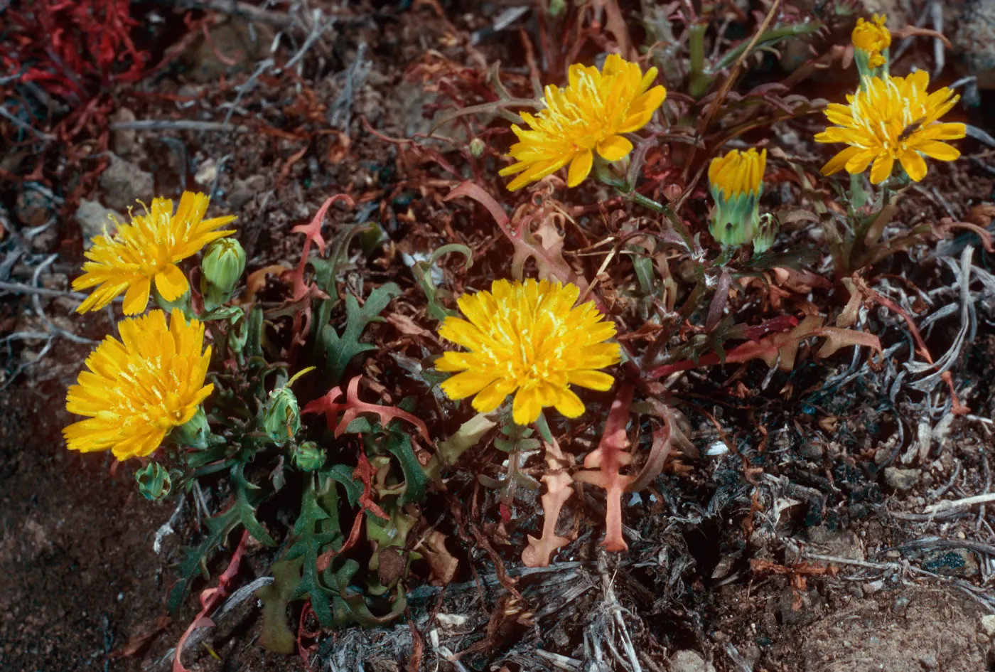 Malacothrix foliosa philbrickii, Landing Cove, Santa Barbara Island