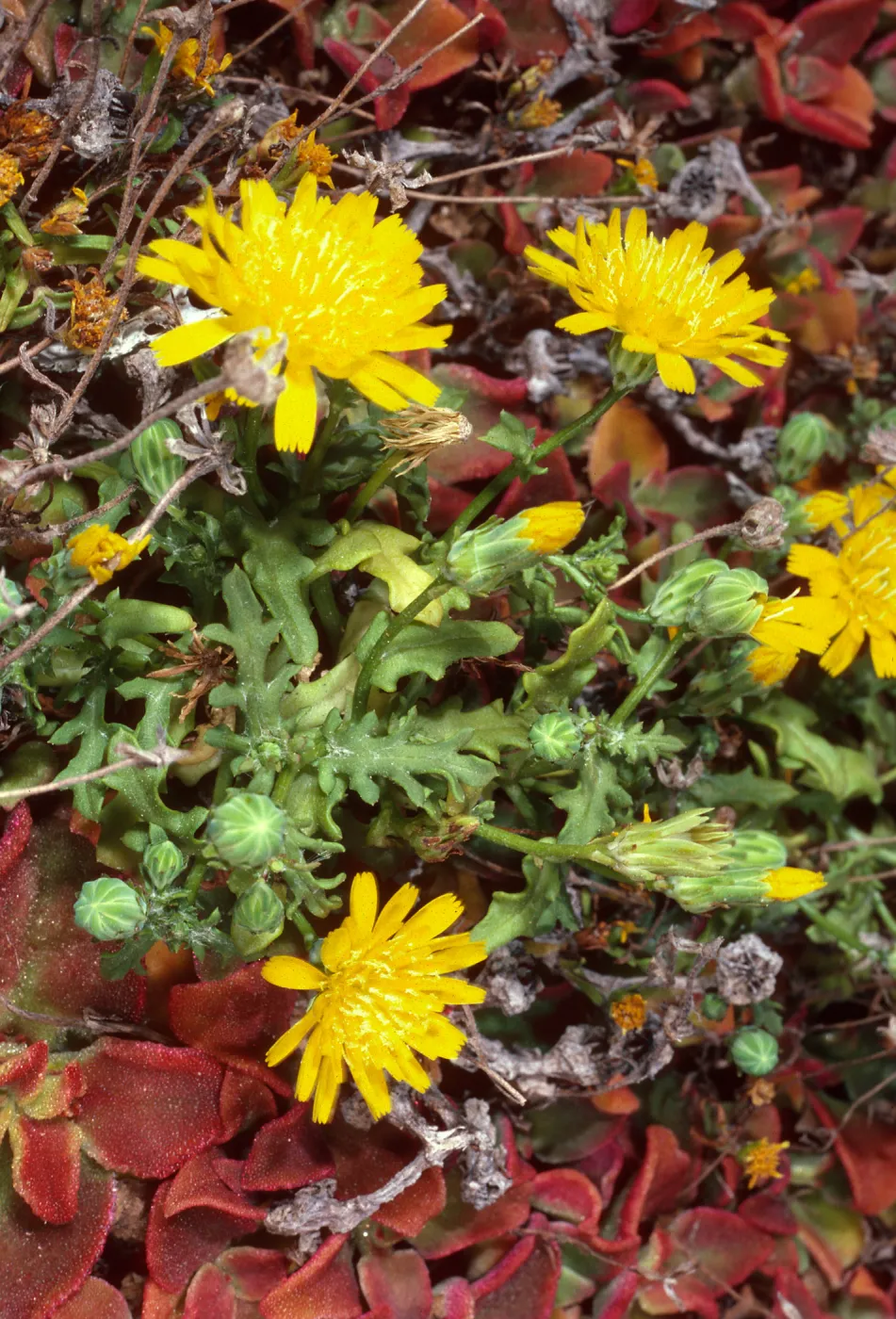 Malacothrix, head of Cliff Canyon, Santa Barbara Island