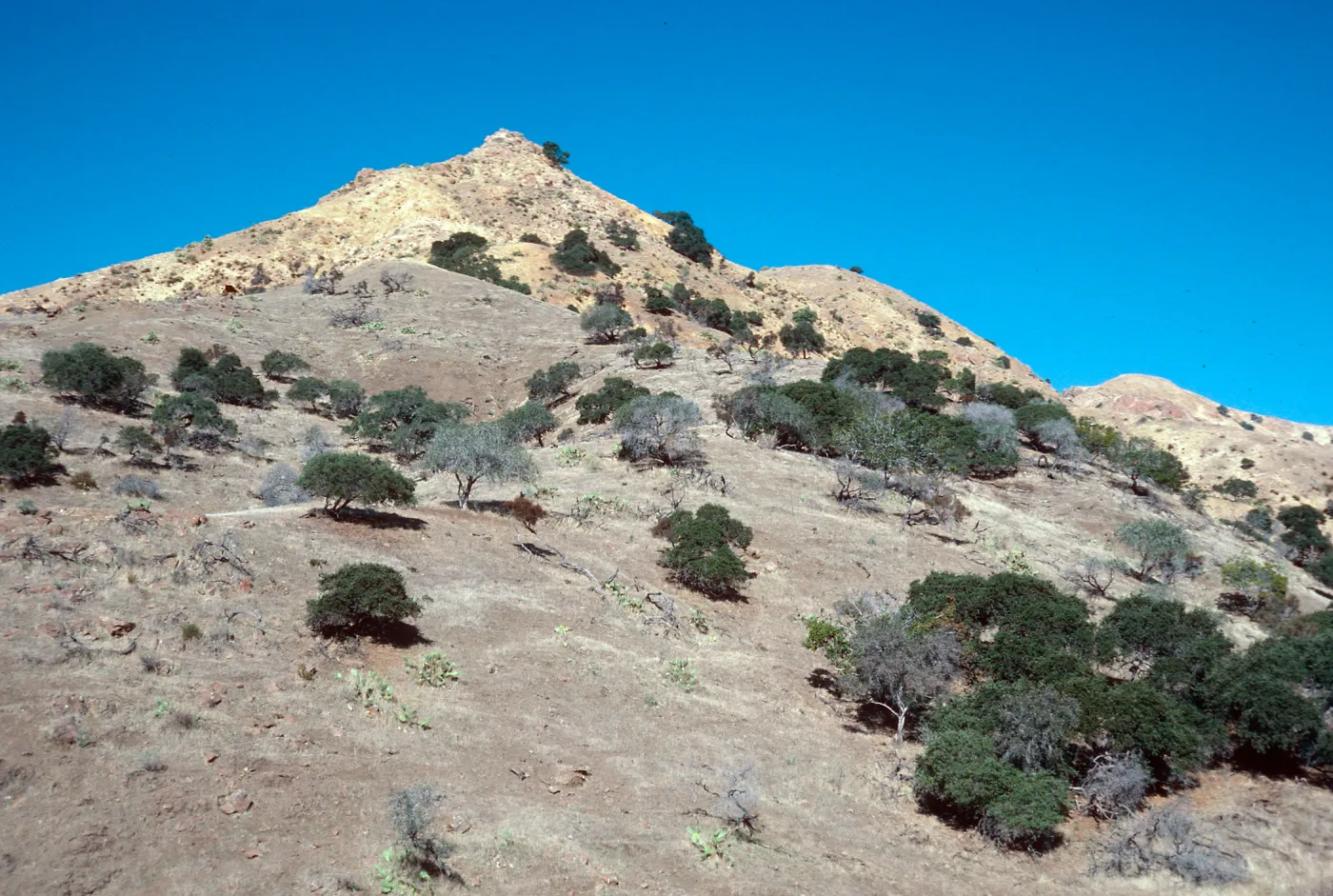 sheep damage, Ram Canyon, North fork of Cañada Larga, Santa Cruz Island