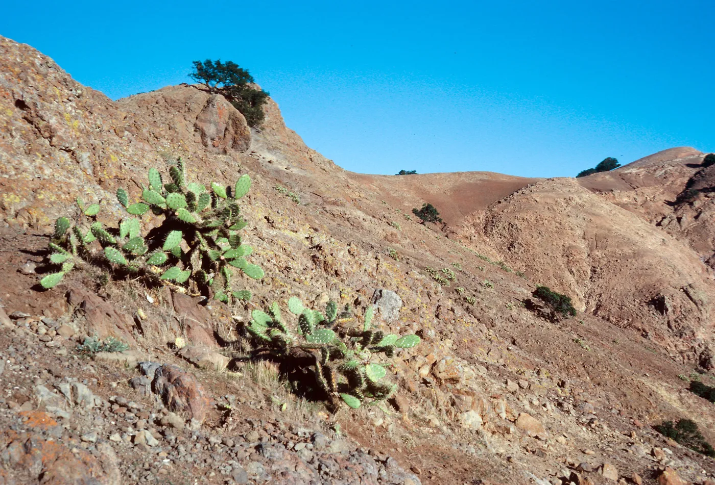 sheep damage, between Picacho Diablo & Lagunitas Secas, Santa Cruz Island