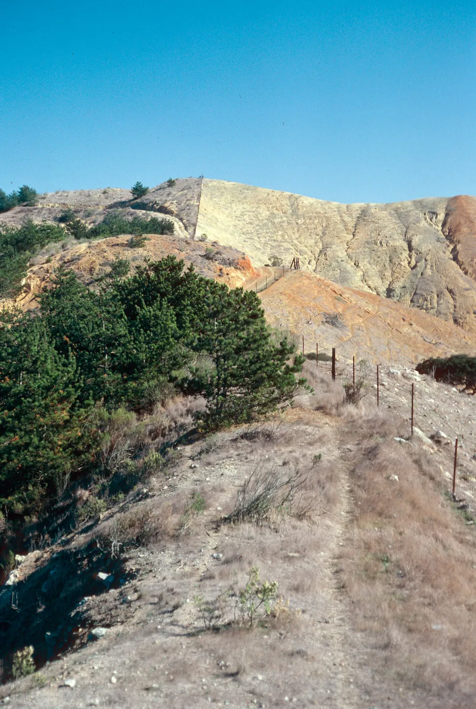 sheep damage, upper Laguna Canyon, Sauces Road, Santa Cruz Island