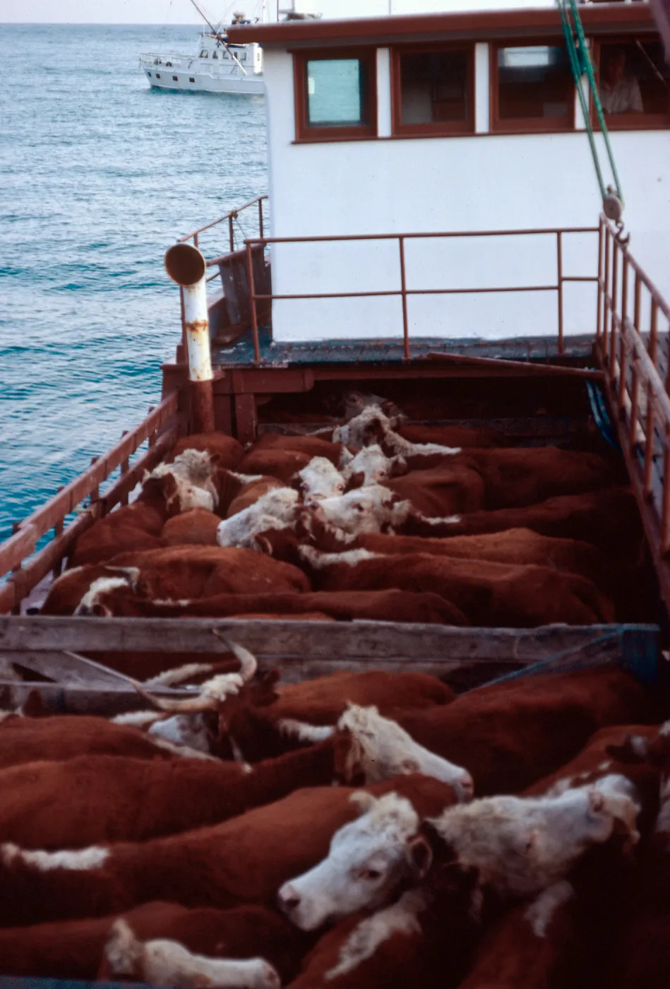 Cattle on boat to mainland, Santa Cruz Island