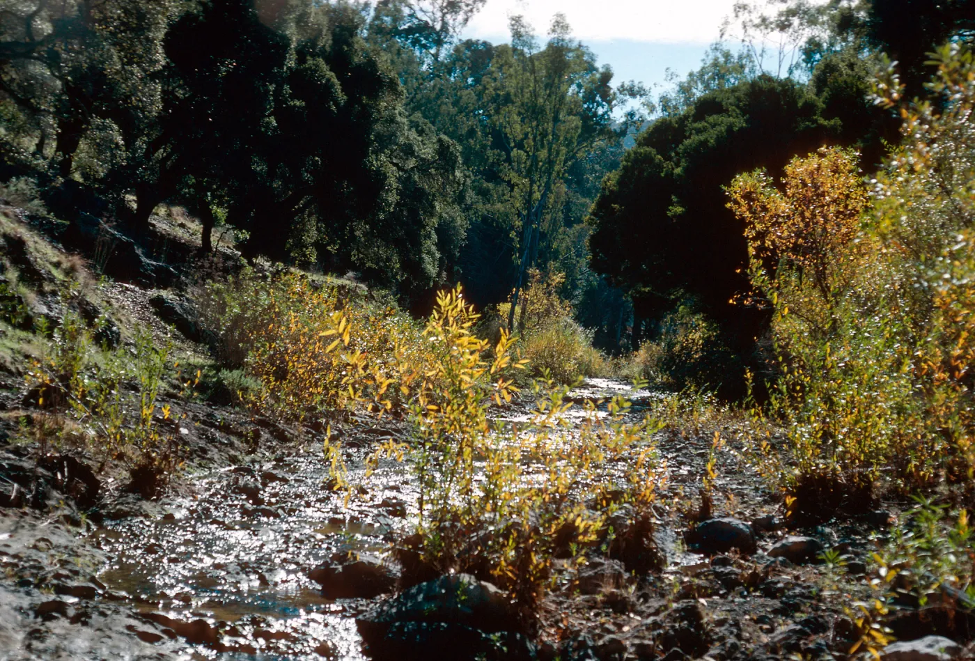 Cañada Del Puerto, Santa Cruz Island