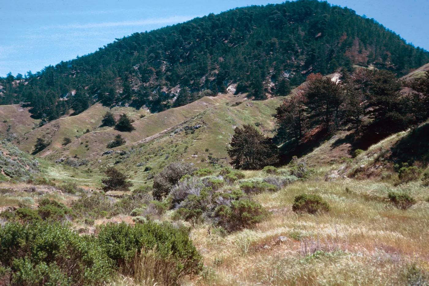 pines, upper Sauces Canyon, Santa Cruz Island