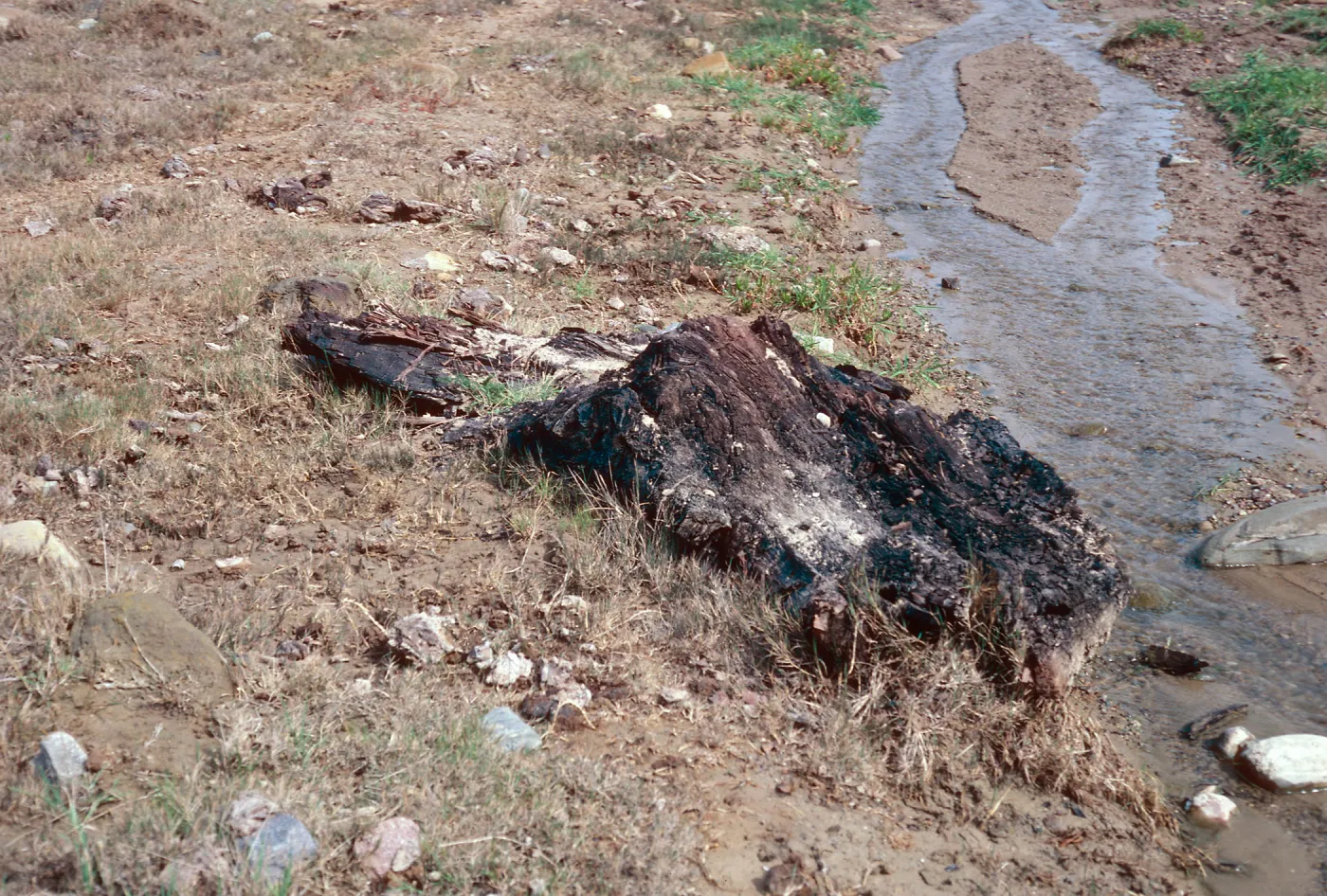 fossil log, Cañada de Los Sauces, Santa Cruz Island