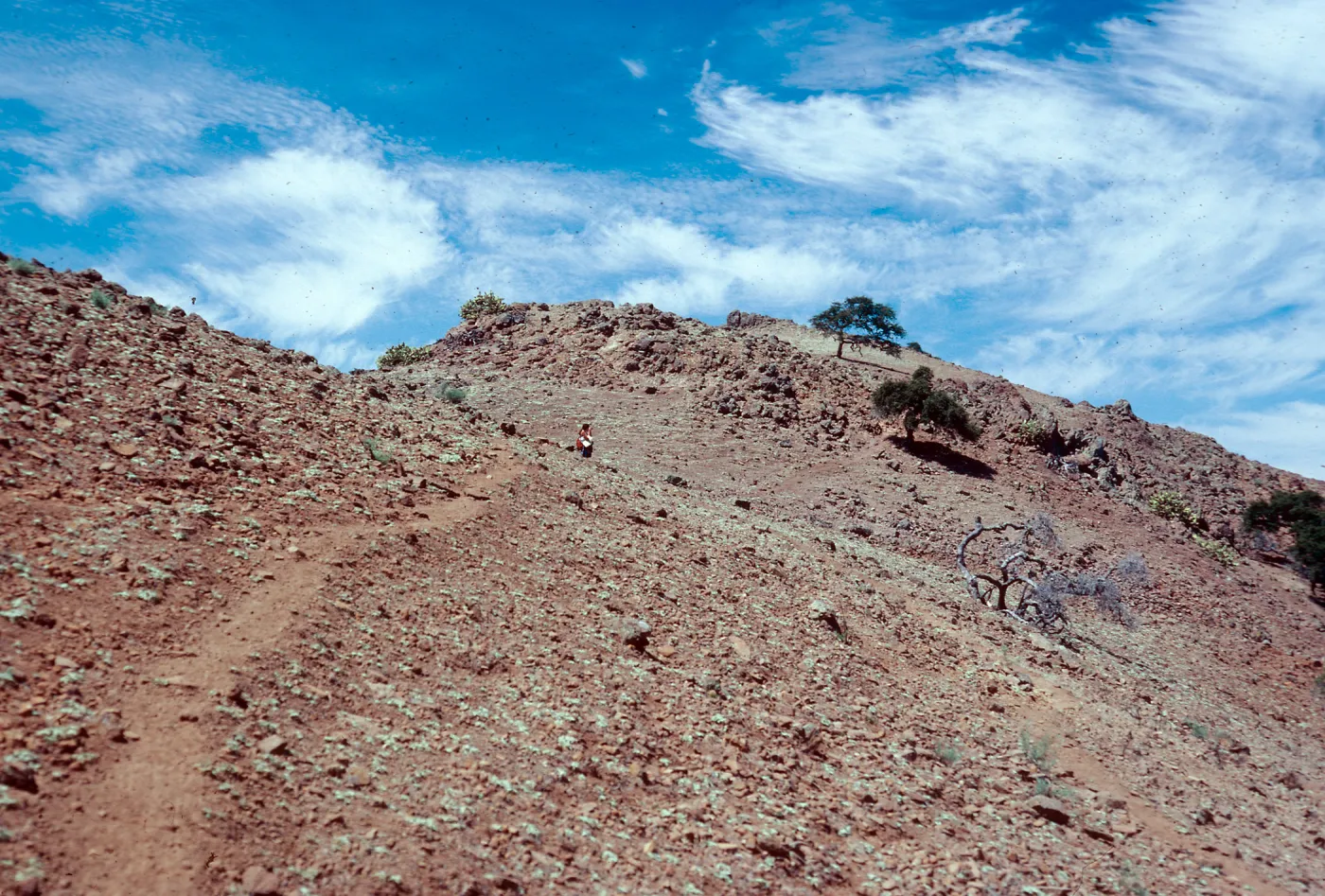 sheep damage, Eremocarpus, looking West along ridgetop, West of Peak 1848, Santa Cruz Island