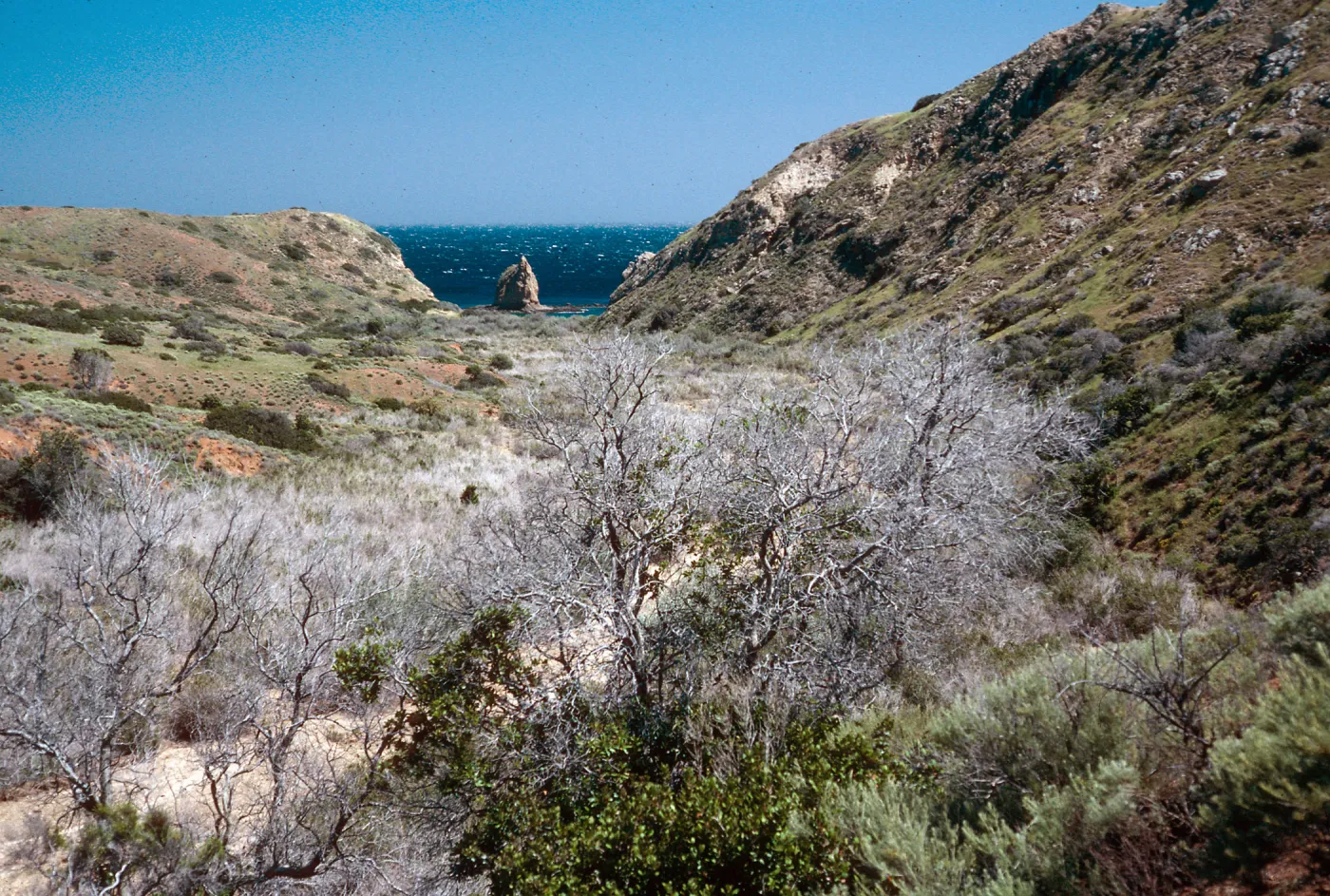 Willows Canyon, Santa Cruz Island