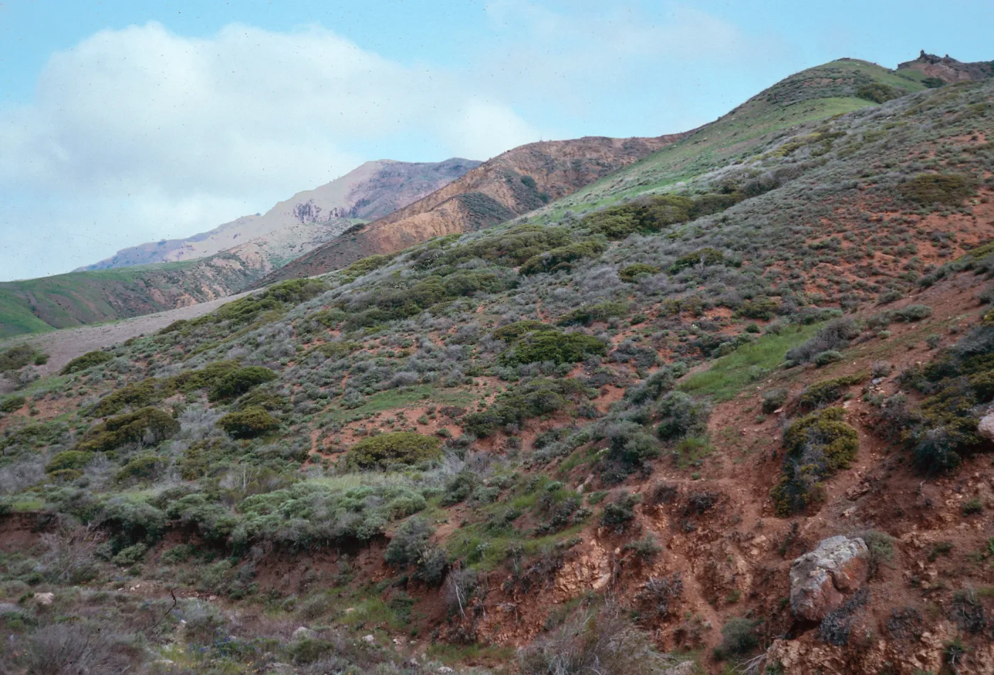 Coastal Sage Scrub, S-facing slopes, Cañada Christy, Santa Cruz Island
