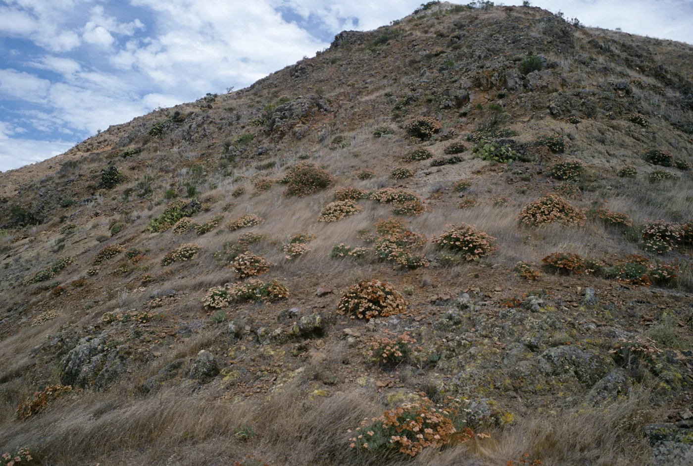 Eriogonum arborescens, ridge near Î”Johnï¿½ï¿½, Santa Cruz Island