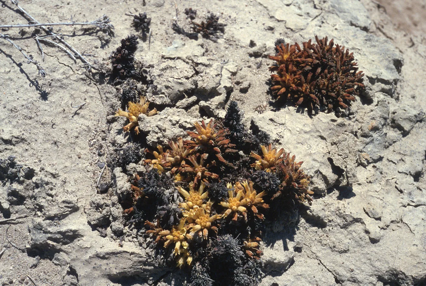 Orobanche parishii brachyloba, by Near Point, Santa Cruz Island