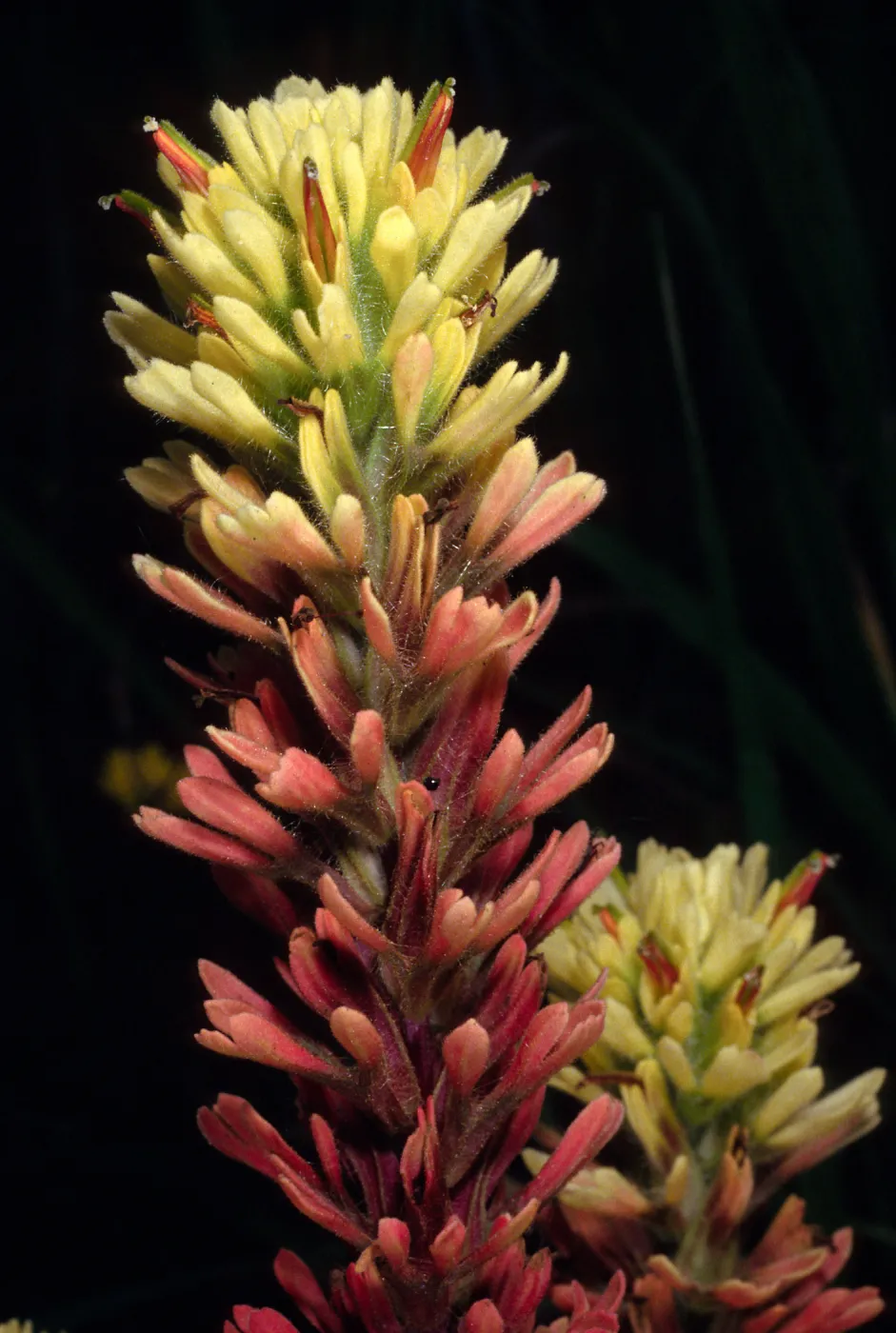 Castilleja affinis insularis, Christy Airfield, Santa Cruz Island