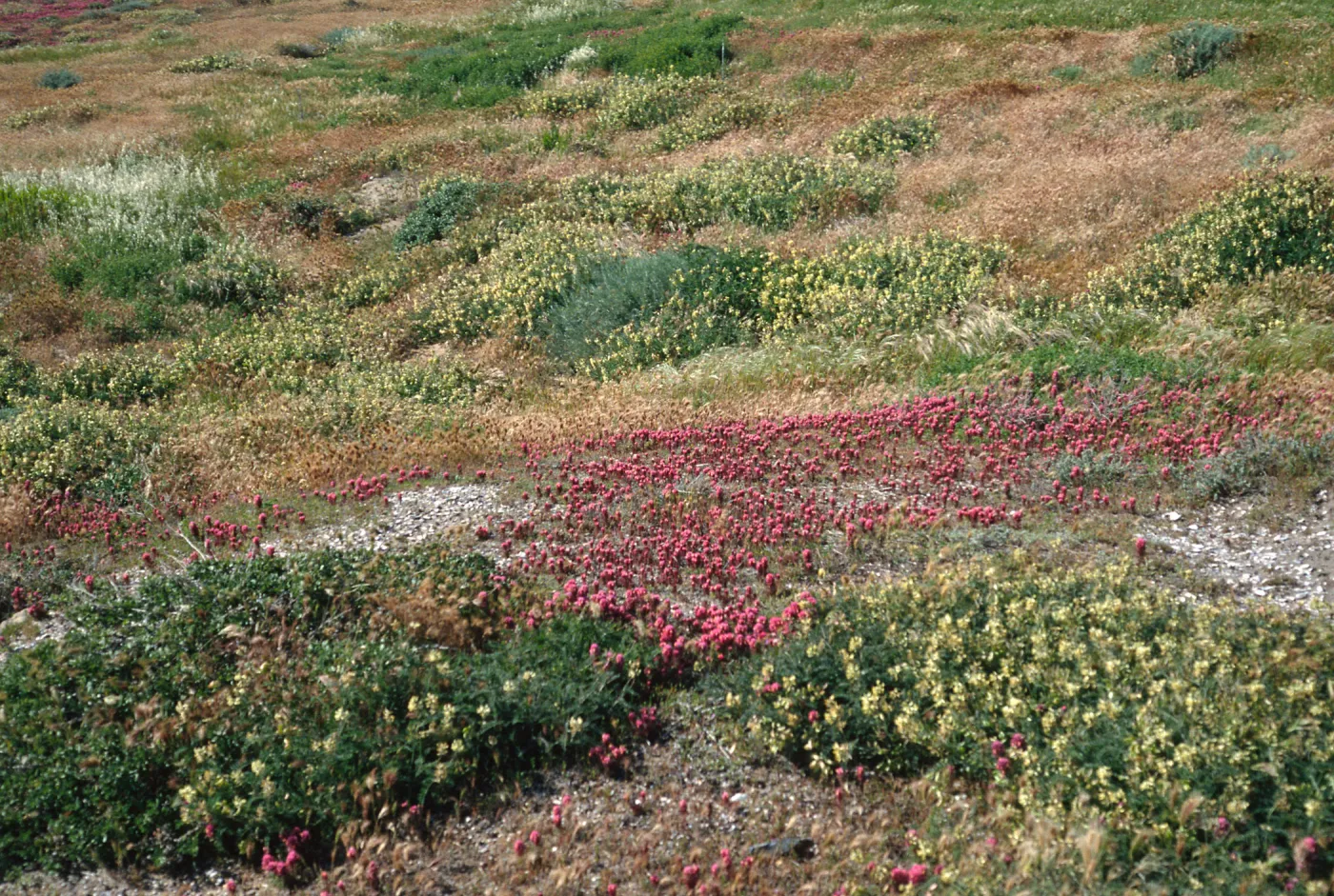 Orthocarpus purpurascens, Astraglus trichopodus, near Point Flats, Santa Cruz Island
