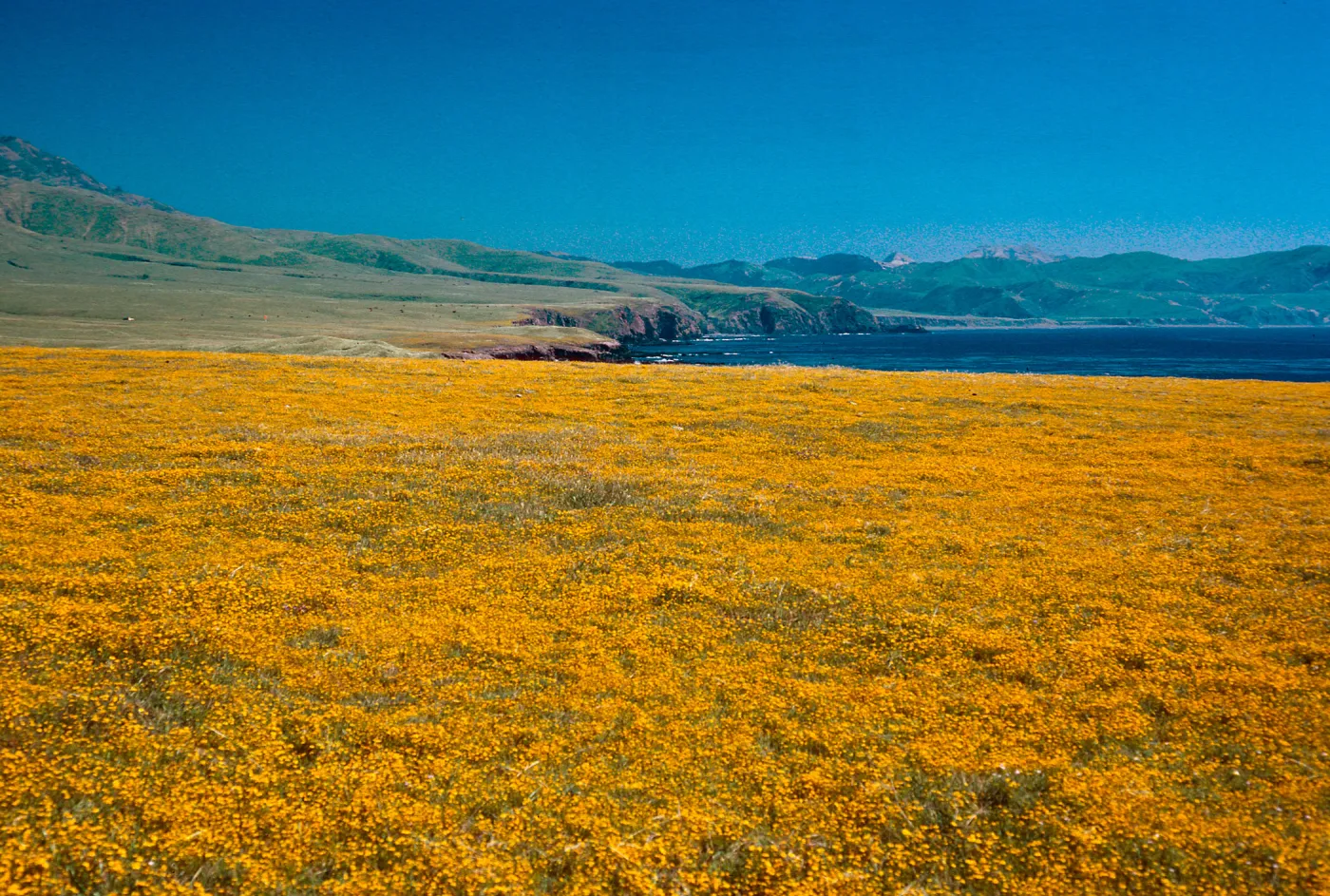 Lasthenia, Fraser Point, Santa Cruz Island