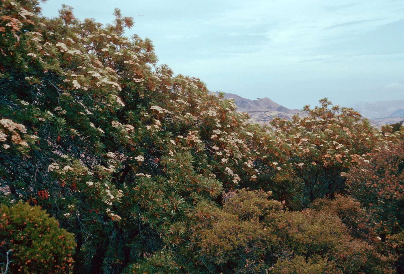 Lyonothamnus, South ridge at head of Cañada de La Mina, Santa Cruz Island