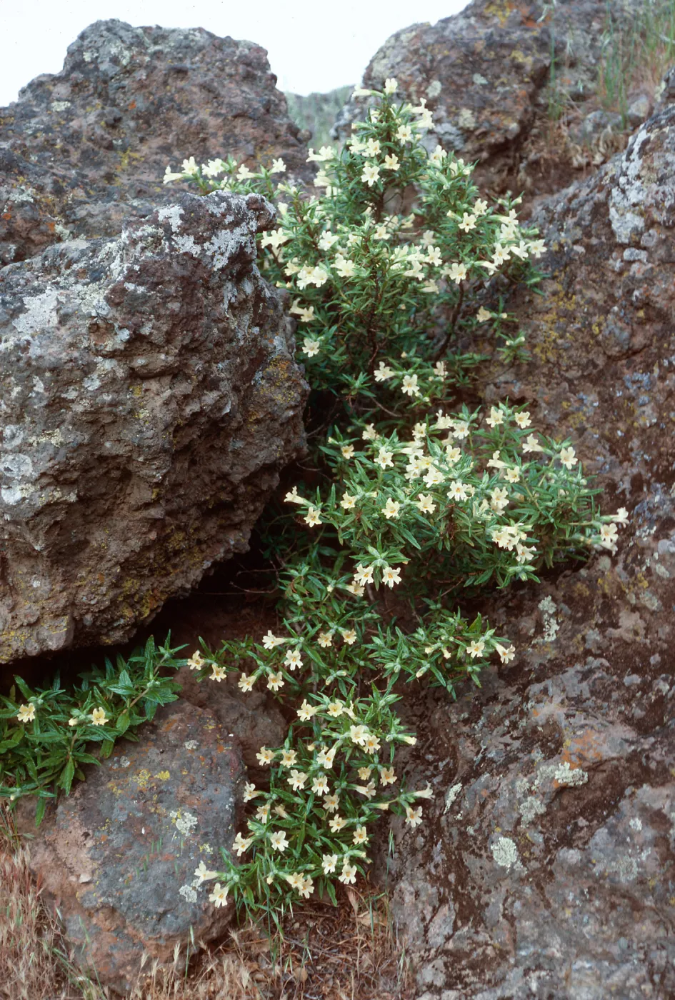 Mimulus longiflorus, Picacho Diablo, Santa Cruz Island