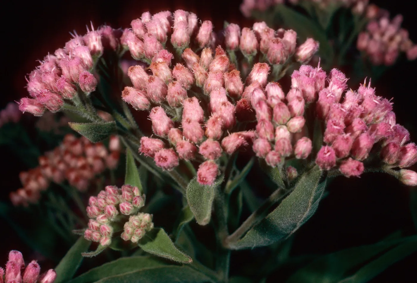 Pluchea odorata, lower Laguna Canyon, Santa Cruz Island