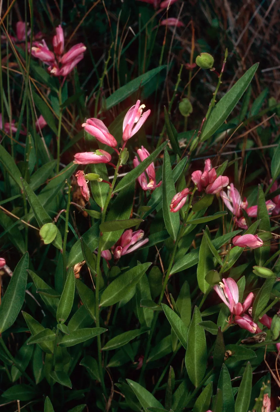 Polygala californica, Christy Pines, Santa Cruz Island