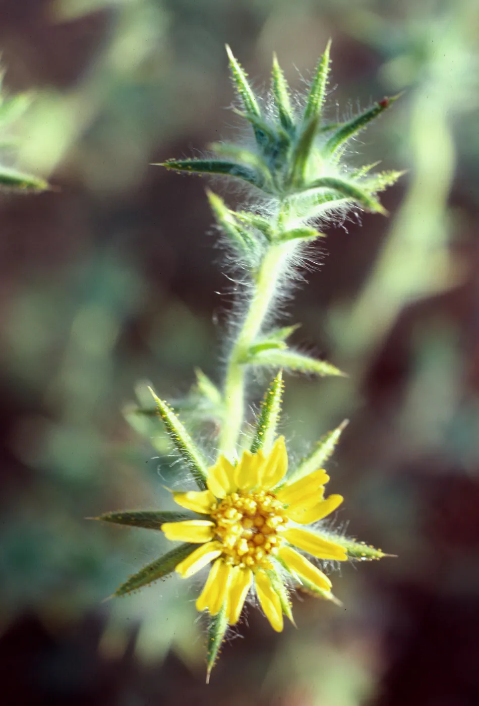 Hemizonia fitchii, South Ridge Road, by El Tigre, Santa Cruz Island