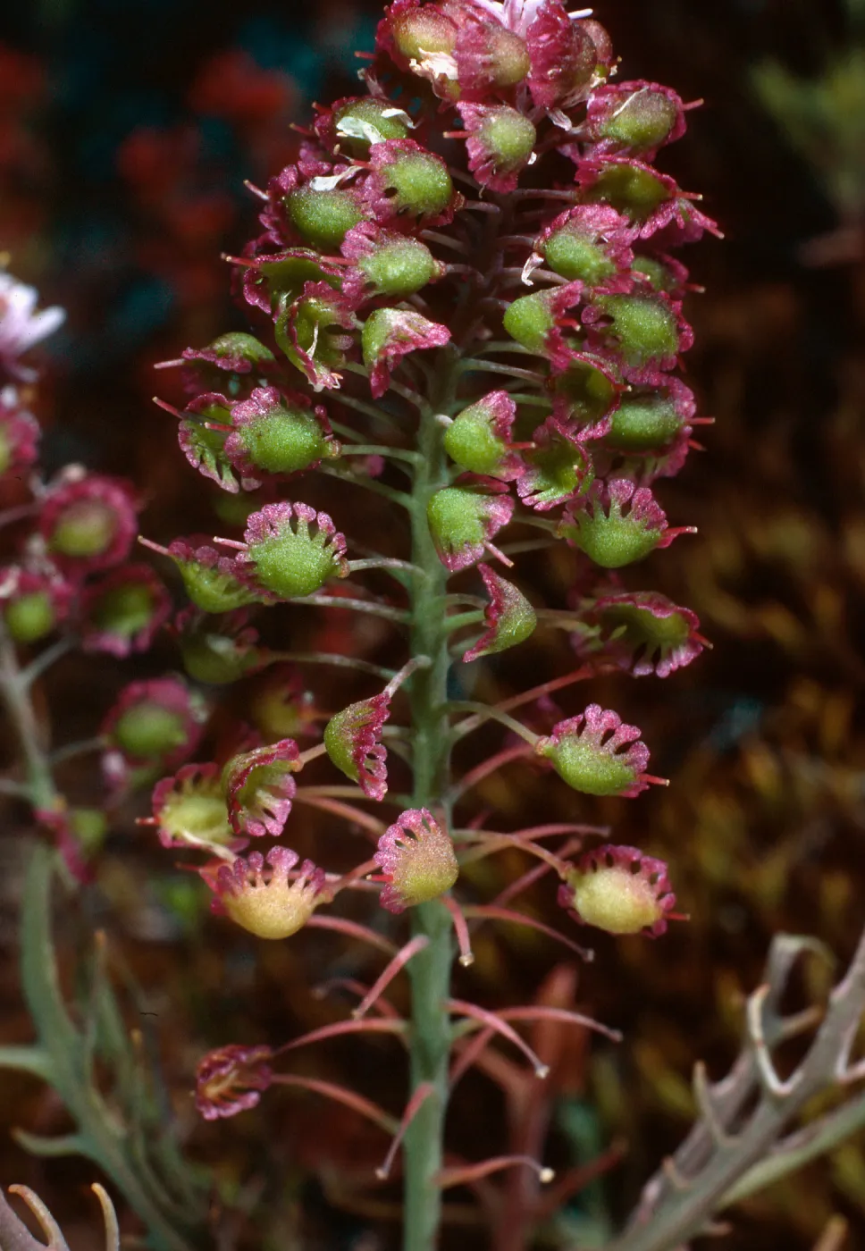 Thysanocarpus conchuliferus, Santa Cruz Island