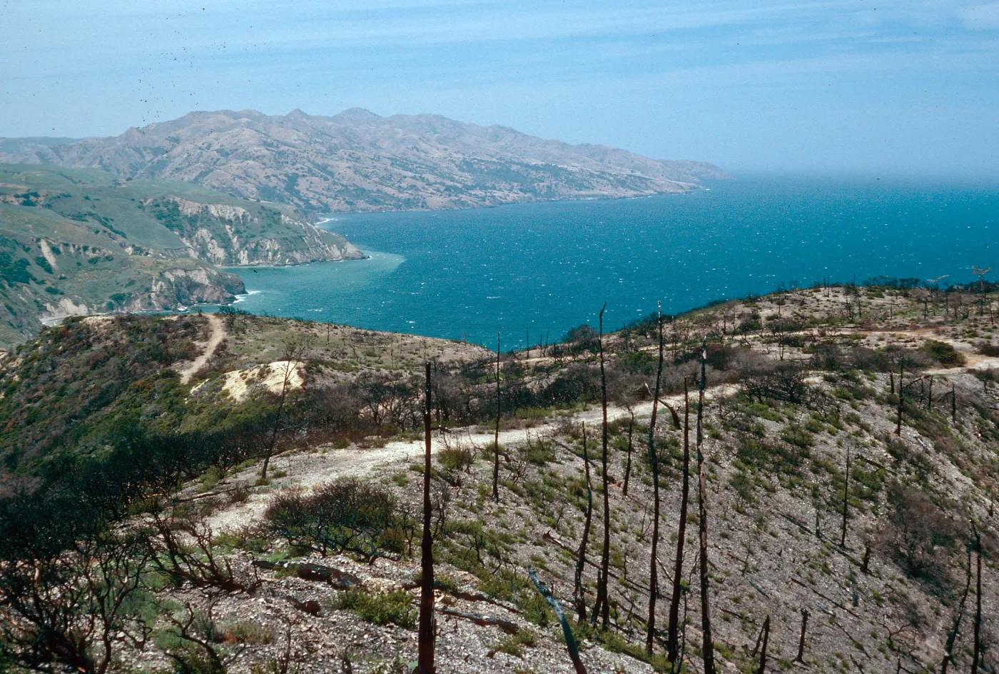 China Pines, after fire of December, 1994, Santa Cruz Island