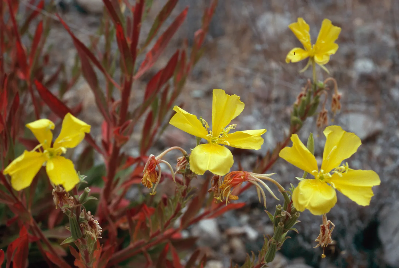 Oenothera hookeri, Cañada Del Puerto, Santa Cruz Island
