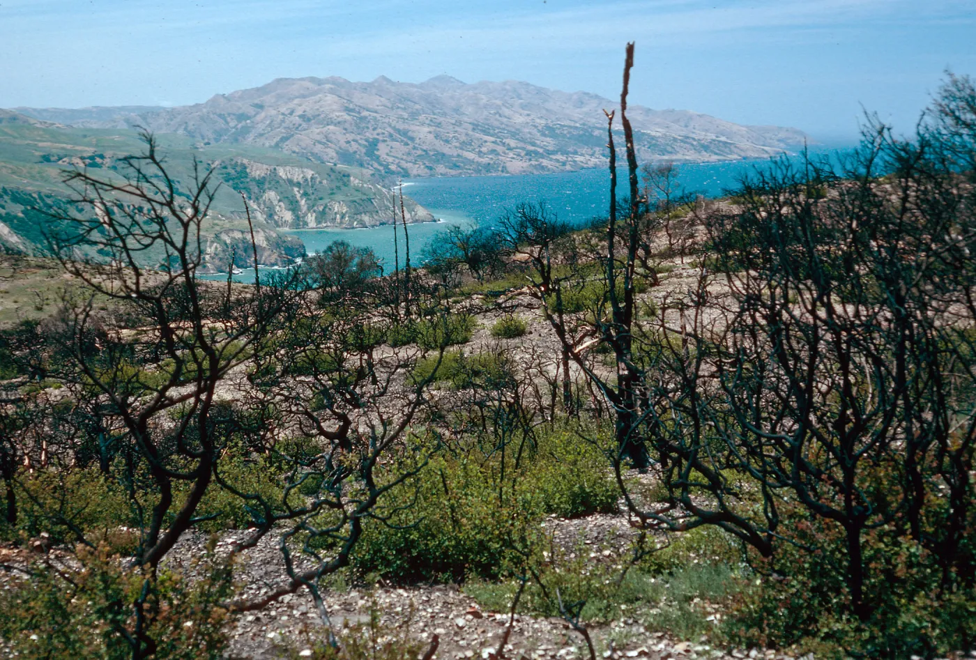 China Pines, after fire of December, 1994. Santa Cruz Island