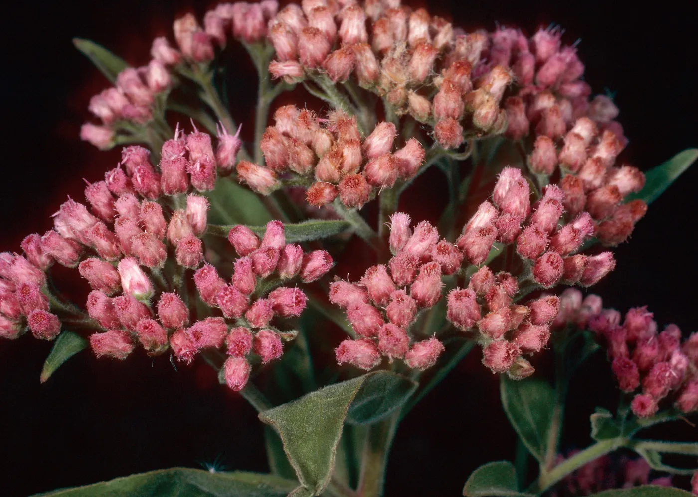 Pluchea odorata, lower Laguna Canyon, Santa Cruz Island