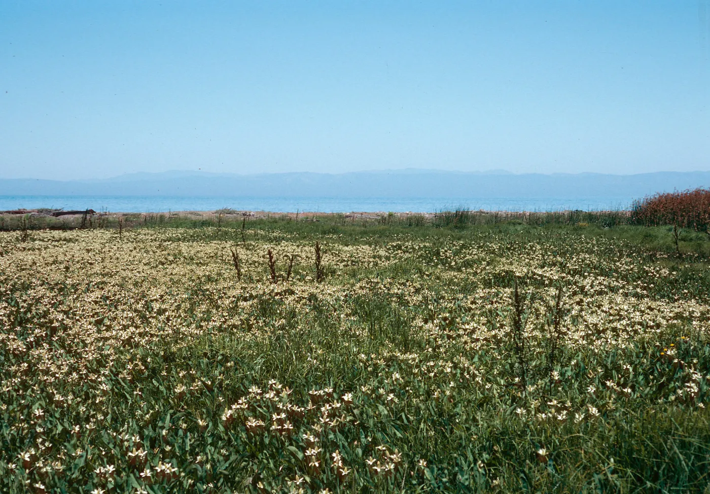 Anemopsis, Prisoners Harbor, Santa Cruz Island