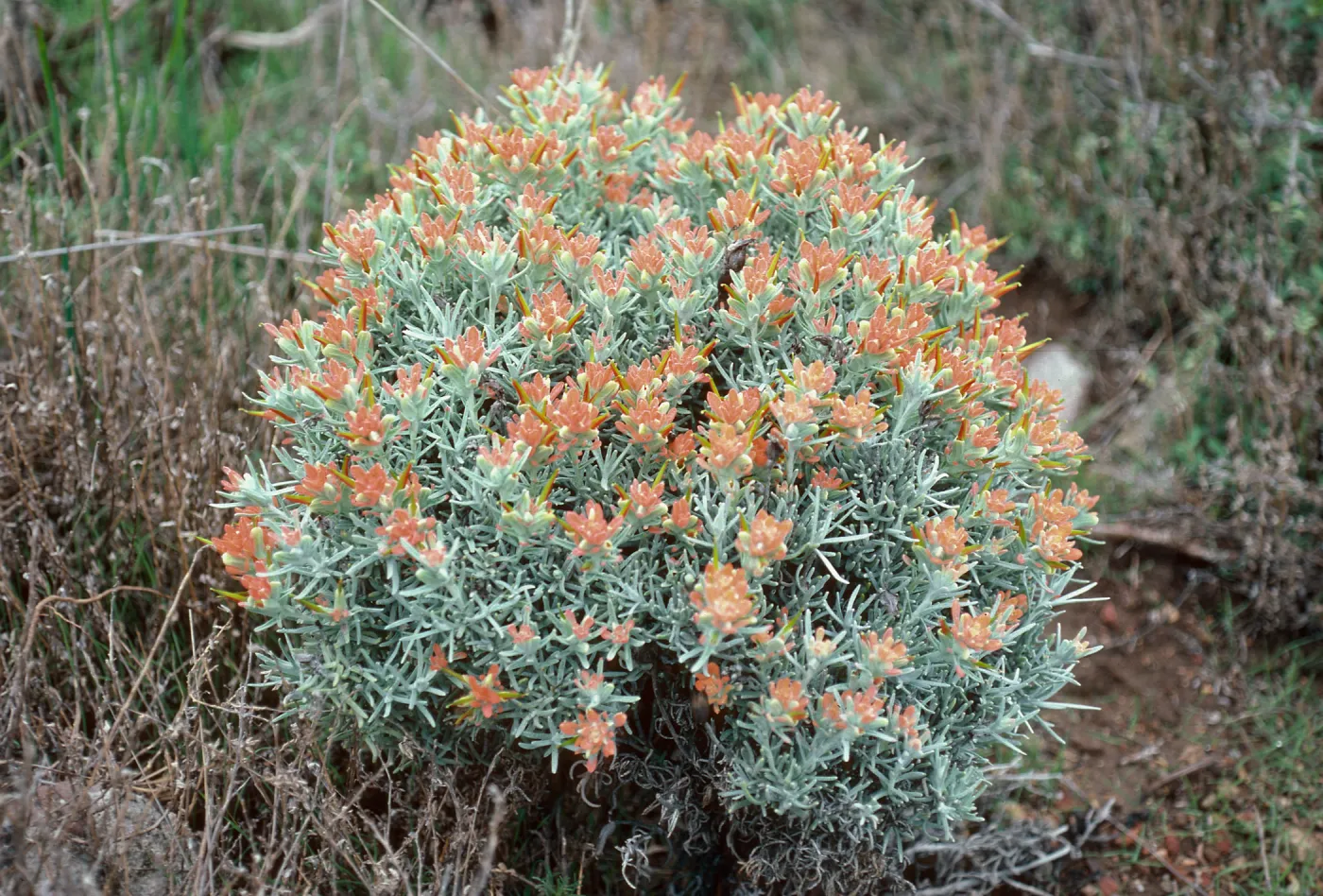 Castilleja hololeuca, East of Valley Anchorage, Santa Cruz Island